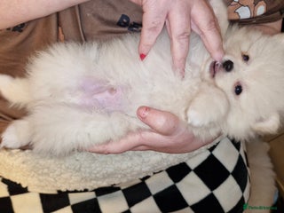 Pomeranian dogs - Advert 11