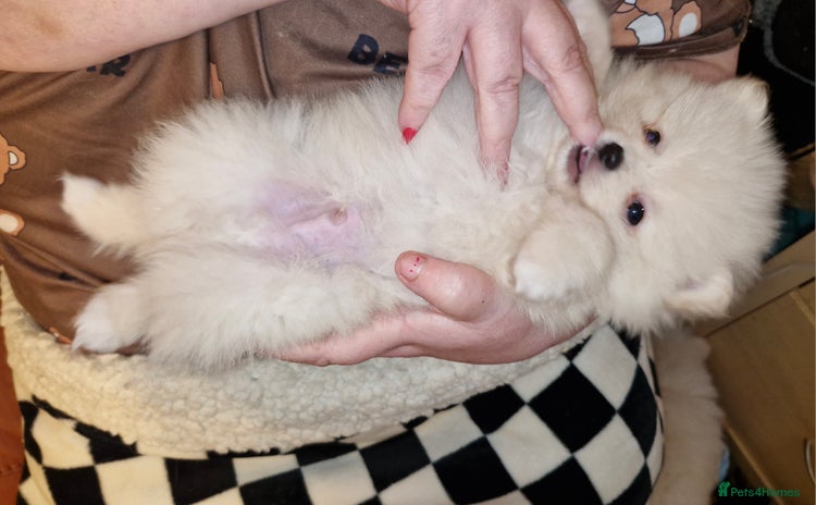 Pomeranian dogs - Advert 4