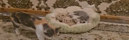 British Shorthair cats for sale: British short haired kittens  - Advert 20