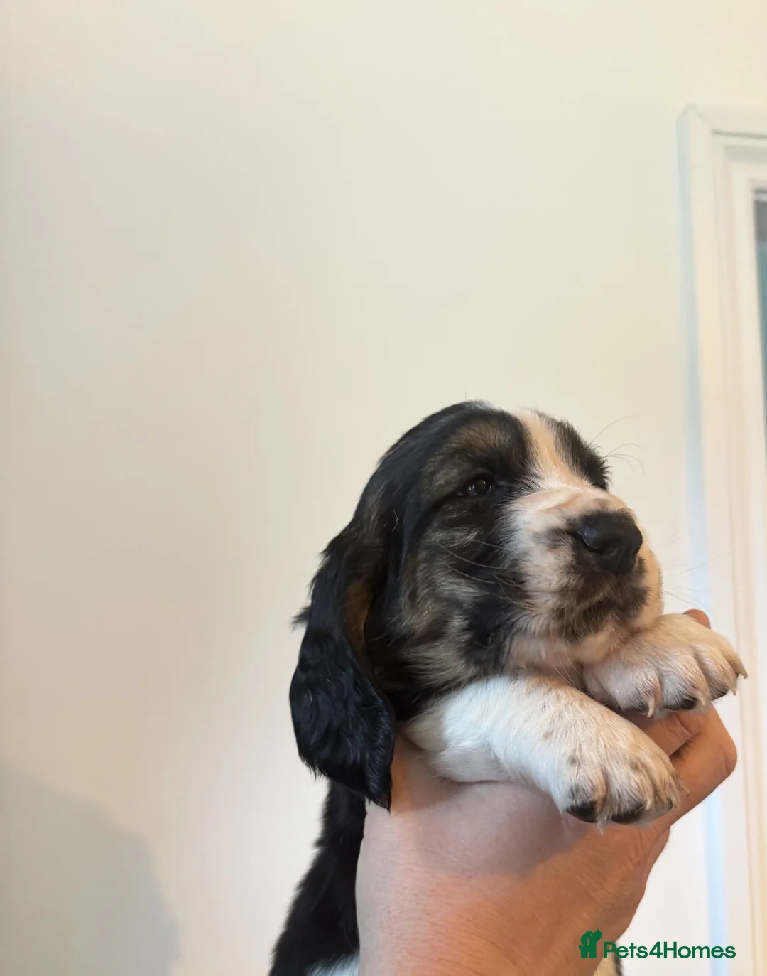 Basset Hound dogs for sale: One Beautiful Basset Hound Pup (Bertha) remaining. - Advert 33