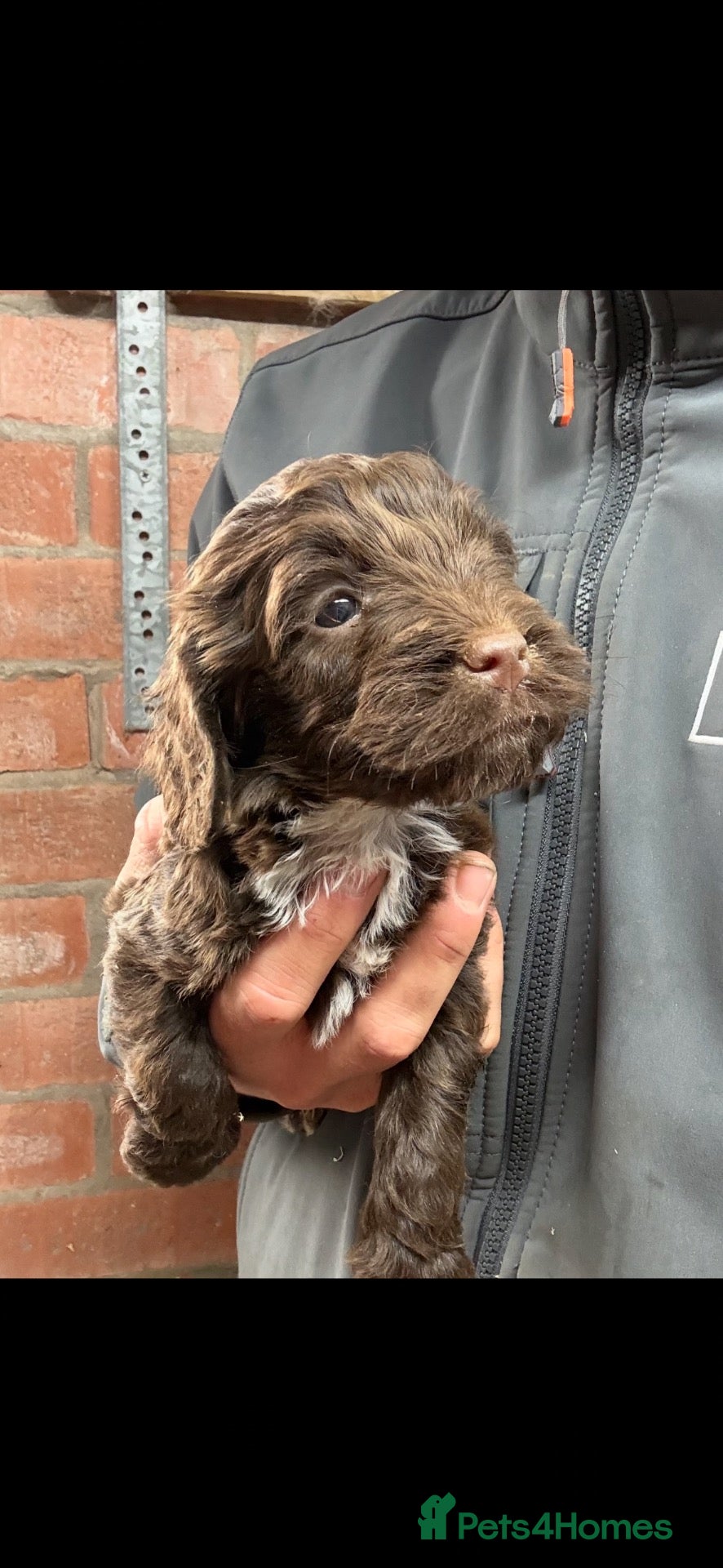 Cockapoo dogs 🌟 STUNNING COCKAPOO PUPPIES 🌟  - Advert 1