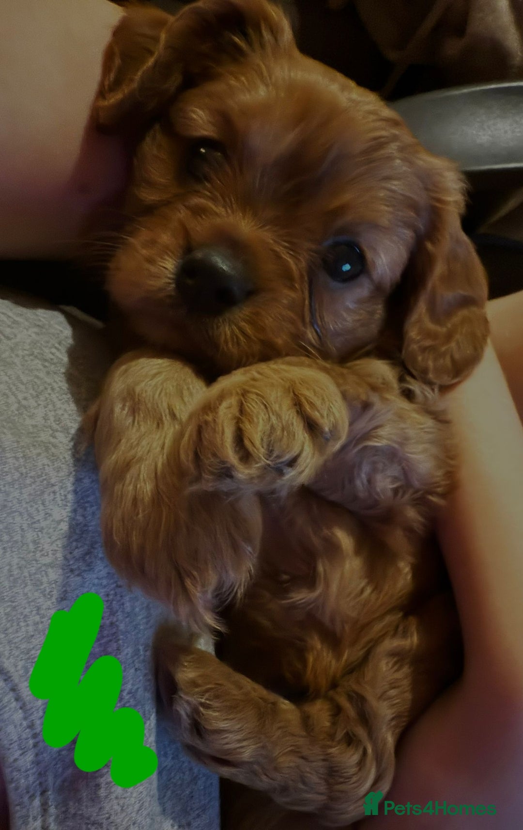 Cavalier King Charles Spaniel dogs for sale: Ruby cavalier king charles puppies  - Image 13