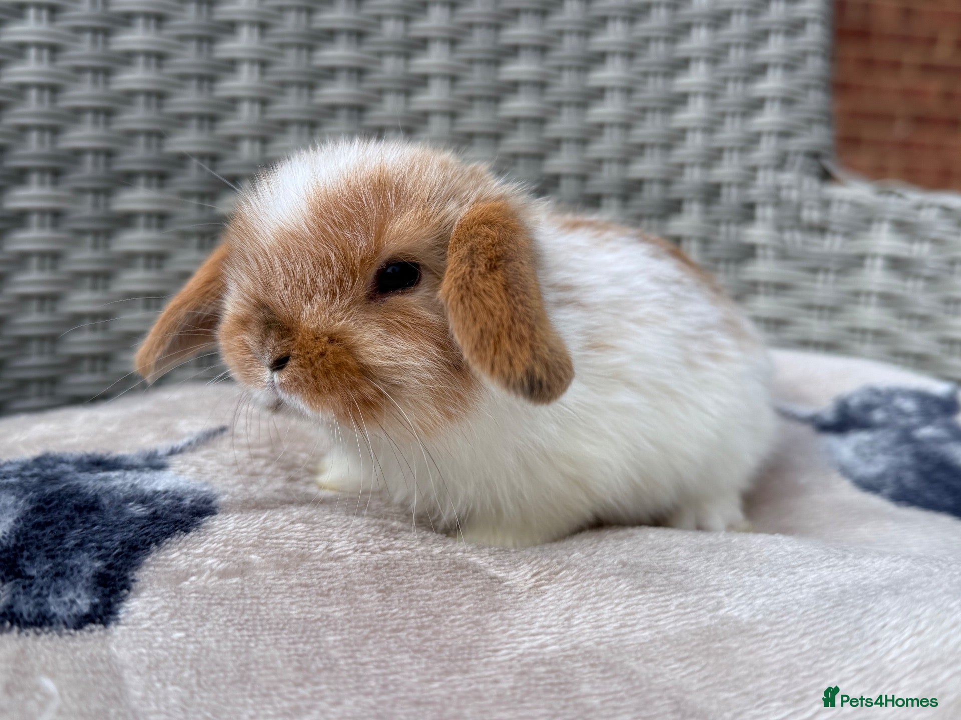 Mini Lop rabbits Last 3 mini lops ready to reserve- to leave 26/10 - Advert 5