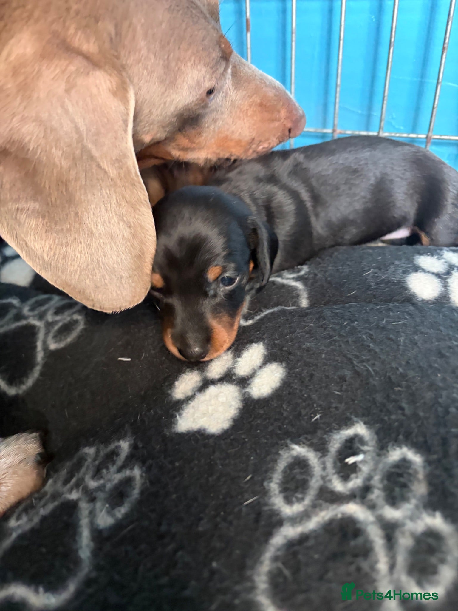 Miniature Dachshund dogs 3 beautiful puppys for sale  - Advert 5