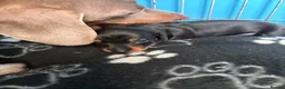 Miniature Dachshund dogs for sale: 3 beautiful puppys for sale  - Advert 1