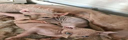 Sphynx cats for sale: Stunning sphynx kittens - Advert 2