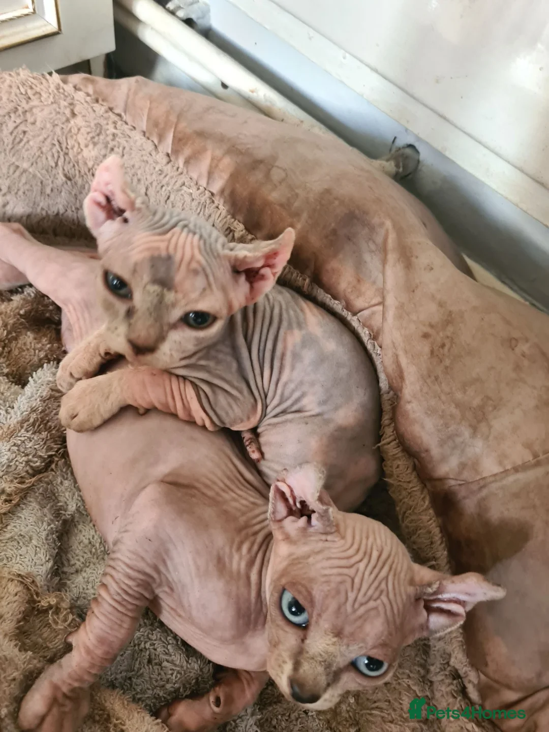 Sphynx cats for sale: Stunning sphynx kittens - Advert 2