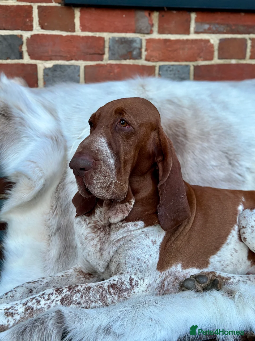 Bracco Italiano dogs for sale: One female puppy available for reservation  - Advert 10