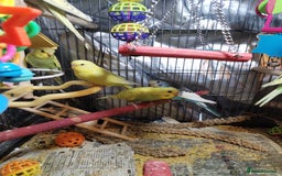 Budgerigars birds for sale: Beautiful baby budgies  - Image 4