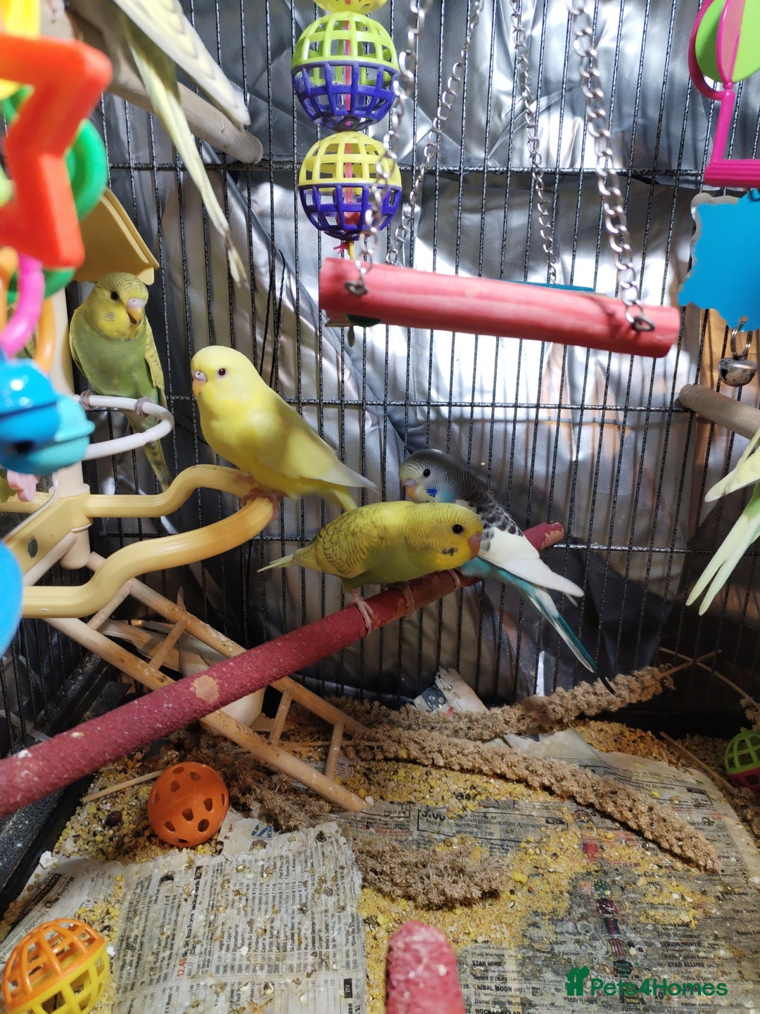 Budgerigars birds for sale: Beautiful baby budgies  - Image 4