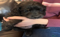 Cockapoo dogs for sale: COCKAPOO PUPPIES  - Image 10