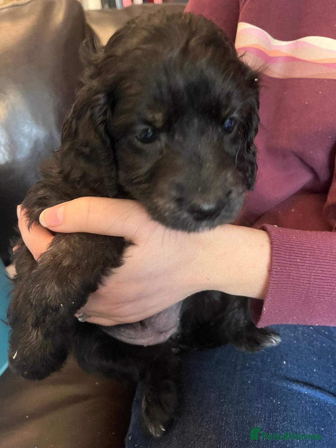 Cockapoo dogs for sale: COCKAPOO PUPPIES  - Image 10