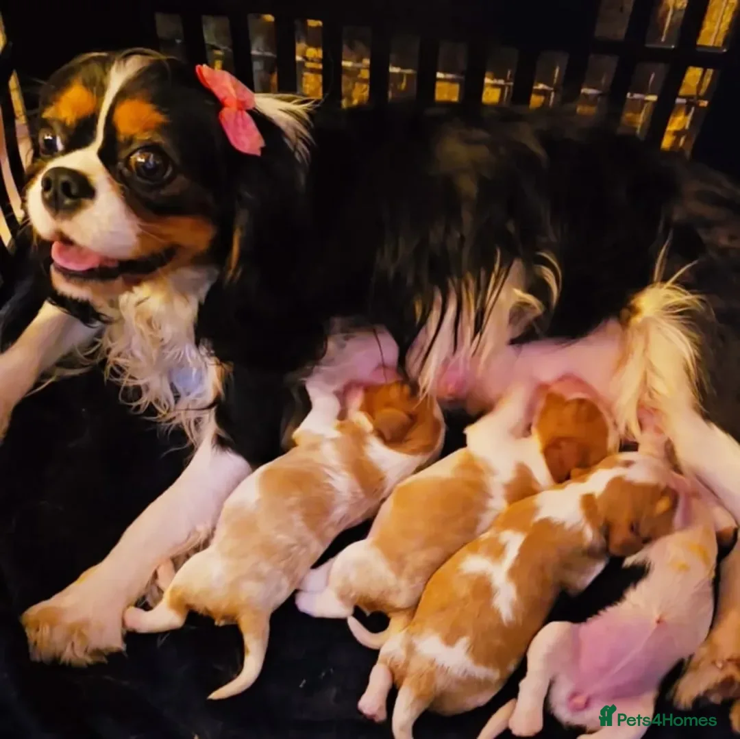 Cavalier King Charles Spaniel dogs for sale: Cavalier King Charles Spaniel Puppies Available - Advert 2