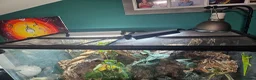 Gecko reptiles for sale: Madagascan Giant Day Gecko & terrarium  - Advert 8