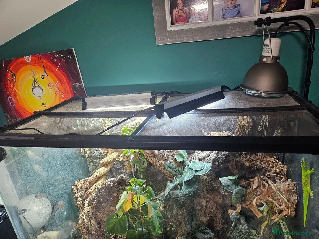 Gecko reptiles for sale: Madagascan Giant Day Gecko & terrarium  - Advert 8