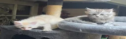Mixed Breed cats for sale: Maine coon cross Norwegian Forest kittens - Advert 11