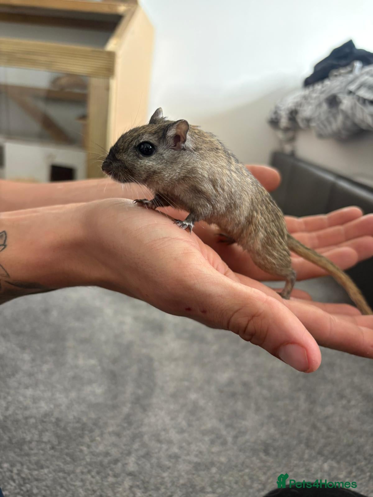 Gerbil rodents for sale: 3 x Gerbils for sale - Advert 4