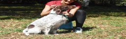 English Setter dogs for adoption: Ozuna in Woking - Advert 6