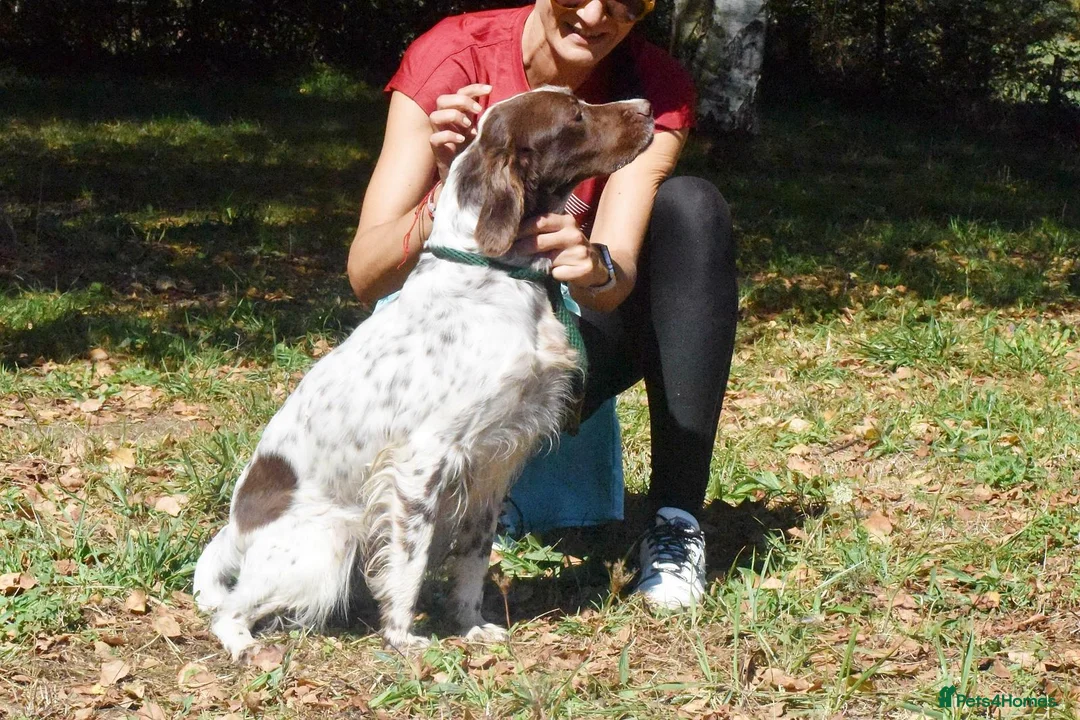English Setter dogs for adoption: Ozuna in Woking - Advert 6