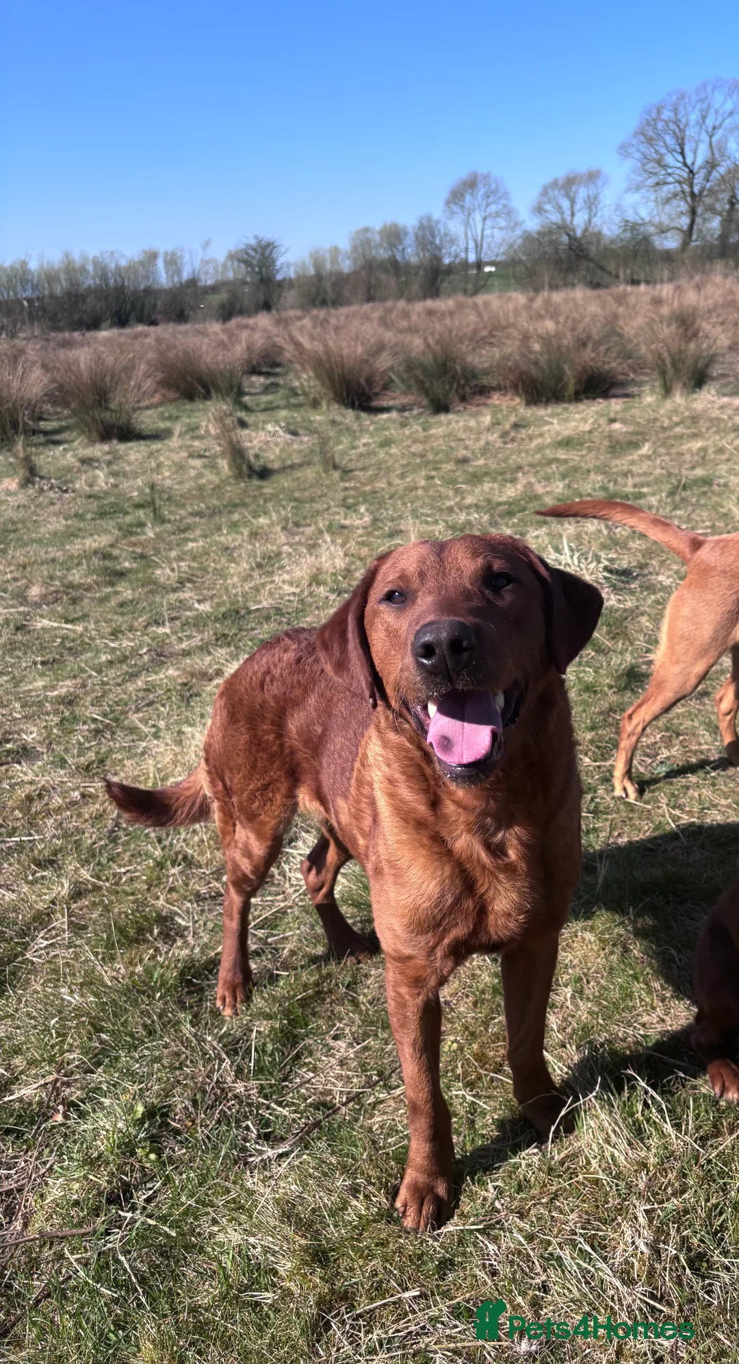 Labrador Retriever dogs for stud: FULLY HEALTH TESTED DARK RED STUD in Tadcaster - Advert 2