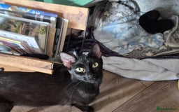 Mixed Breed cats for sale: Young cats - Image 6
