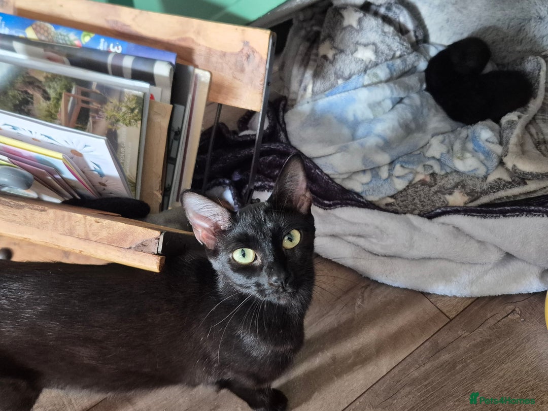 Mixed Breed cats for sale: Young cats - Image 6