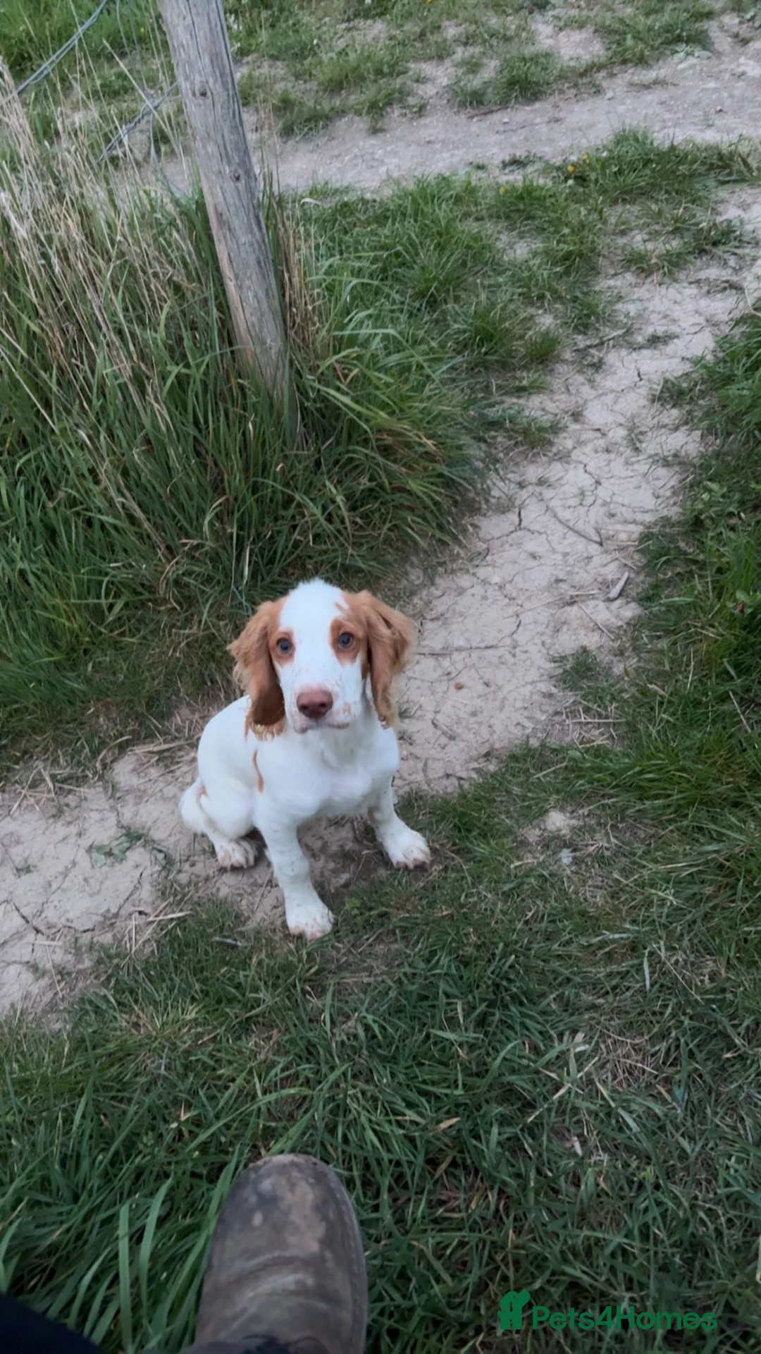 Cocker Spaniel dogs for sale: 7 month old cocker  in Sheffield - Advert 2