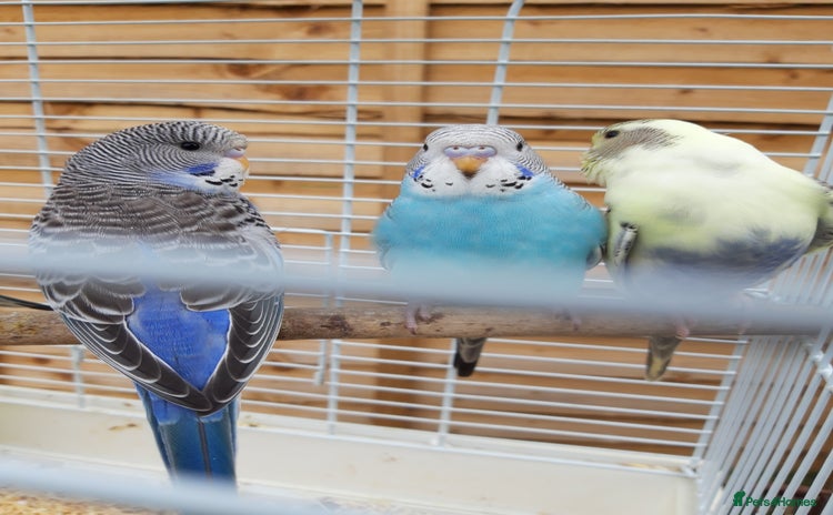 Budgerigars birds - Advert 18