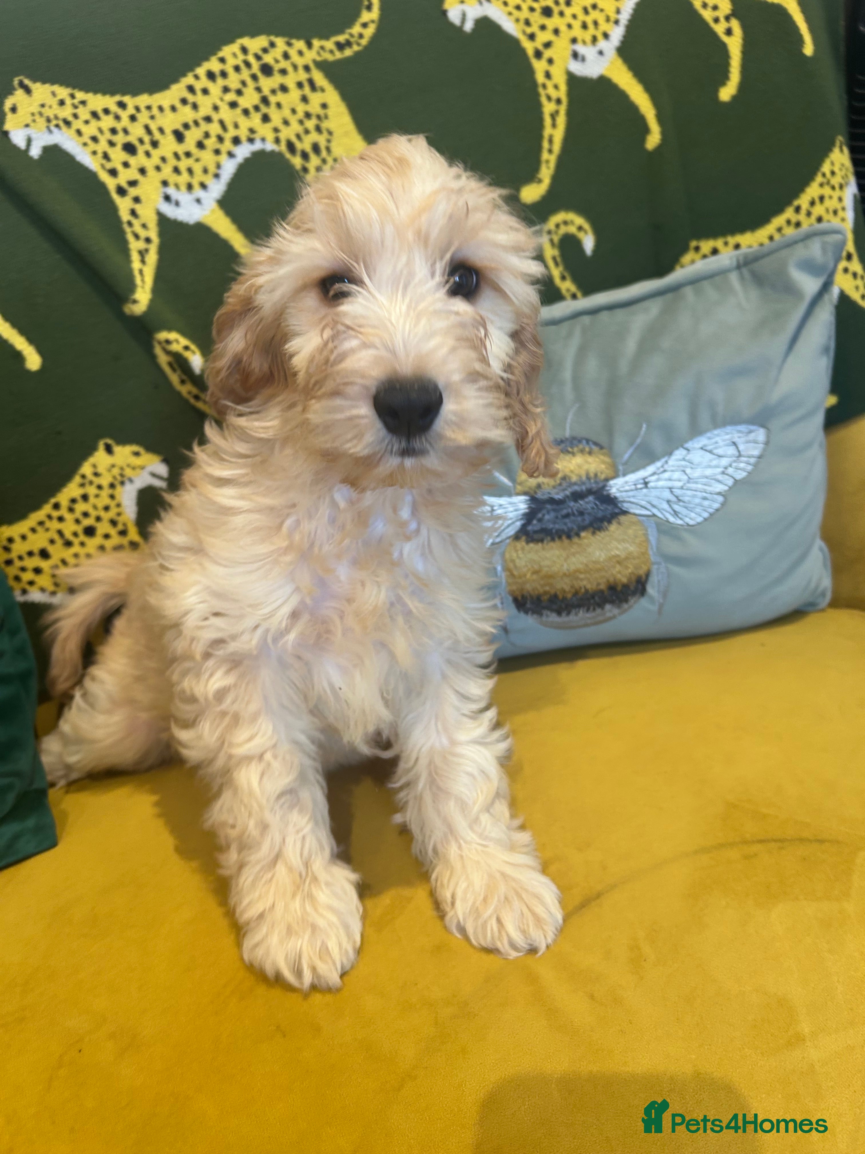 Cockapoo dogs F1 Cockerpo litter  - Advert 1