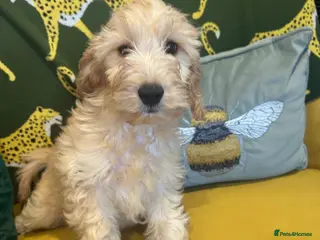 Cockapoo dogs F1 Cockerpo litter - Advert 1