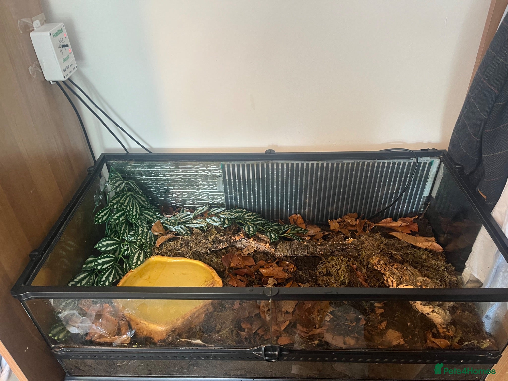 Frog reptiles 2 chaco horned frogs with full setup - Advert 3