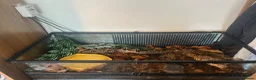 Frog reptiles for sale: 2 chaco horned frogs with full setup - Advert 1