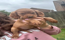 Cocker Spaniel dogs for sale: KC registered Red Cocker Spaniel Pups  - Image 1