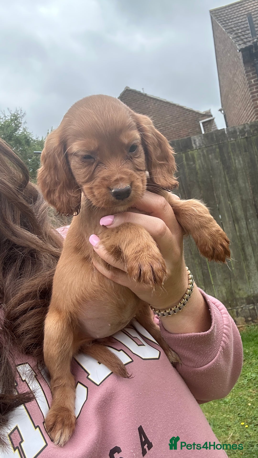 Cocker Spaniel dogs for sale: KC registered Red Cocker Spaniel Pups  - Image 1