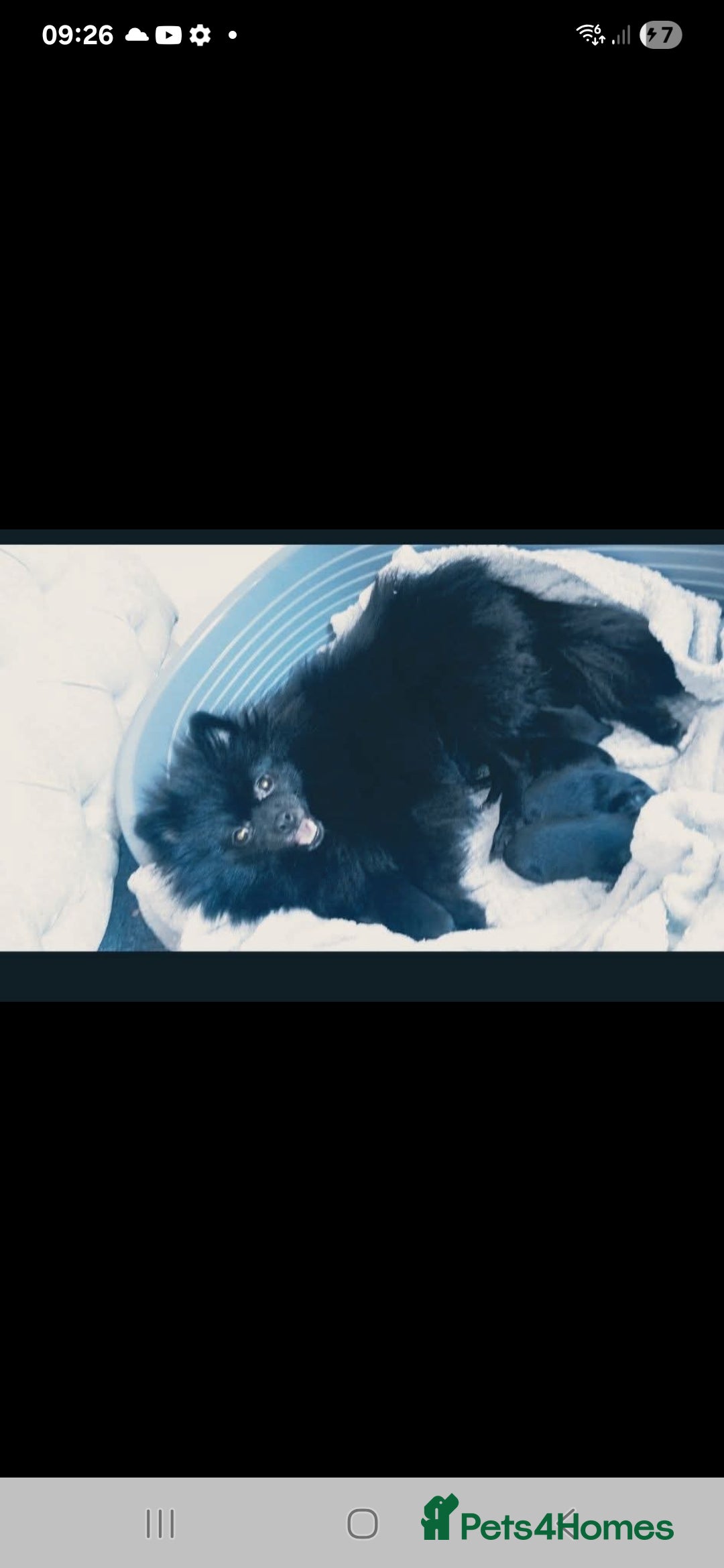 Pomeranian dogs Beautiful pom puppies - Advert 2