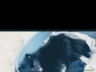 Pomeranian dogs Beautiful pom puppies - Advert 2