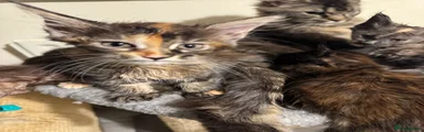Maine Coon Kitten 2