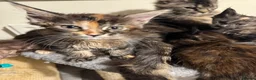 Maine Coon cats for sale: GCCF PEDIGREE MAINECOON KITTENS - Advert 10