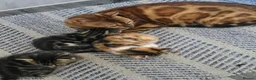 Mixed Breed cats for sale: Adorable Bengal x Shorthair Kittens  - Advert 5
