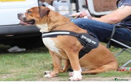 Alapaha Blue Blood Bulldog dogs for sale: IABBR. Health tested. Top lines.  - Advert 28