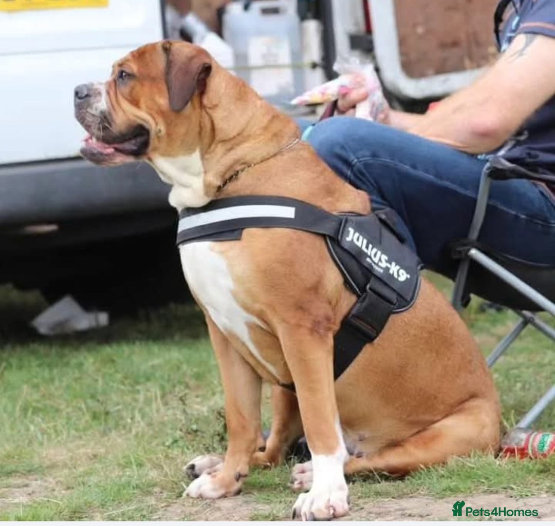 Alapaha Blue Blood Bulldog dogs for sale: IABBR. Health tested. Top lines.  - Advert 28