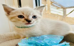 Ragdoll cats for sale: Ragdoll kittens for sale - Image 11