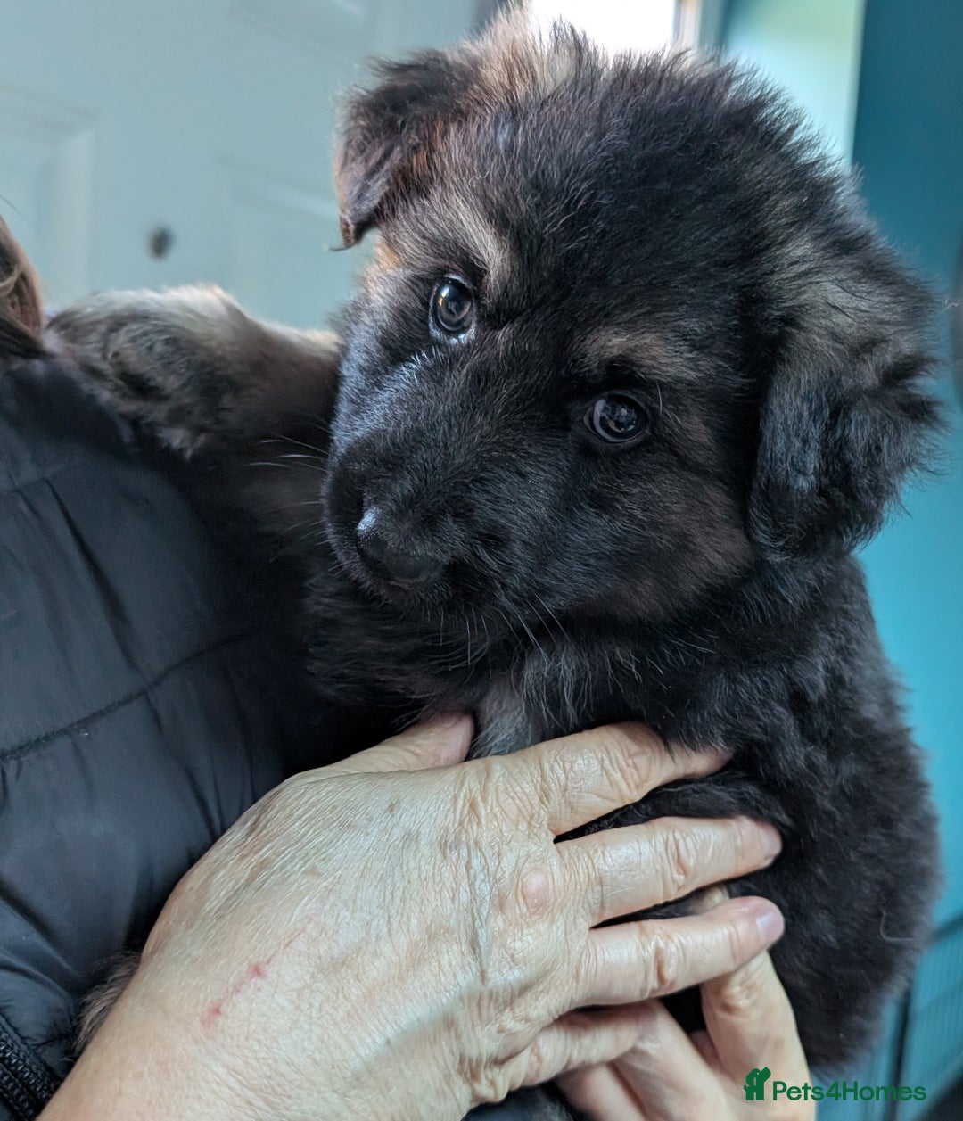 German Shepherd dogs for sale: Gorgeous Shepherd Puppies for Sale - Advert 9