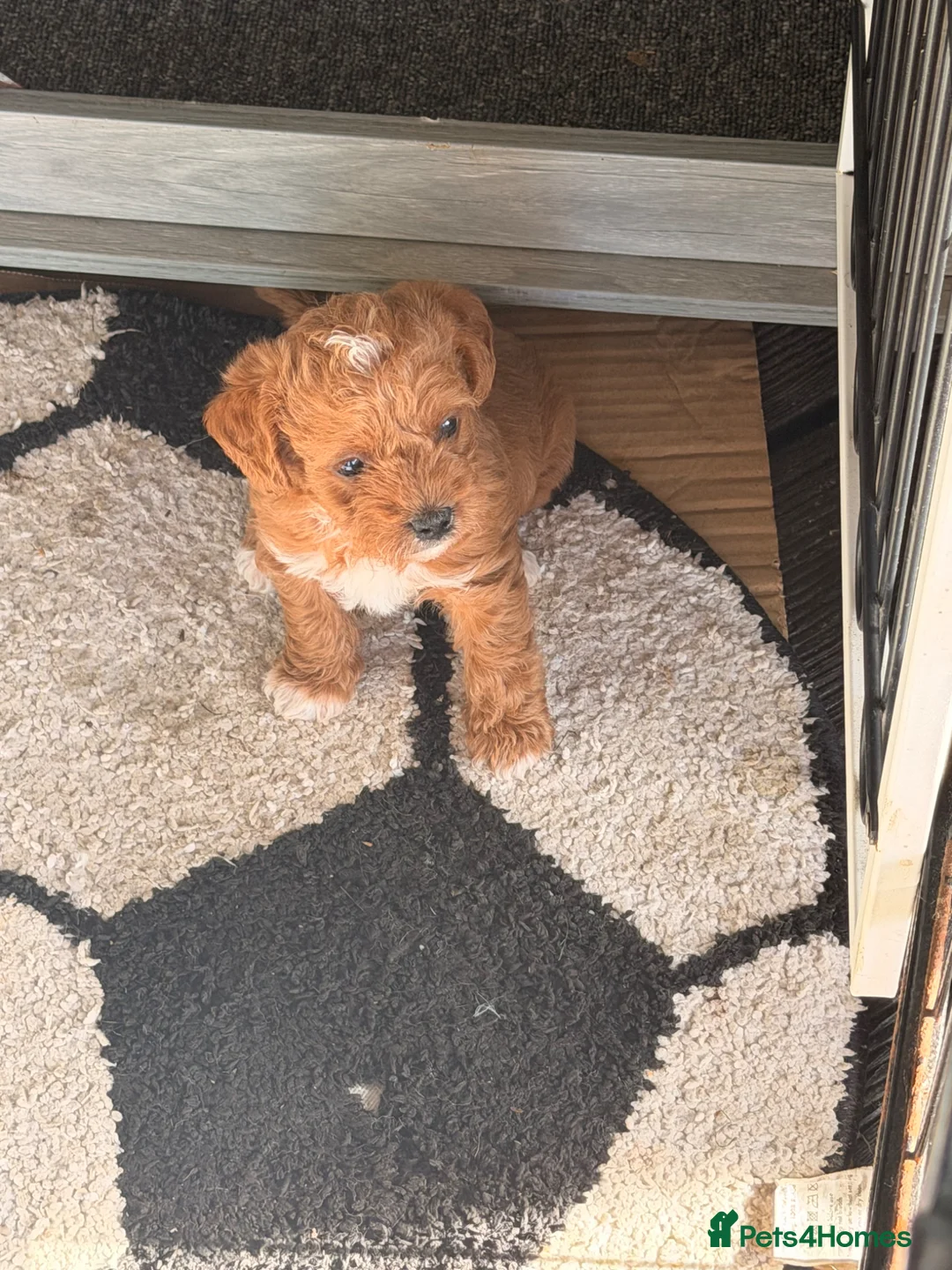 Mixed Breed dogs for sale: Sporting Lucas terrier cross toy poodle - Advert 2