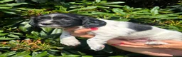 English Springer Spaniel dogs for sale: READY NOW ! Kc registered Springer Spaniel Puppies - Advert 22