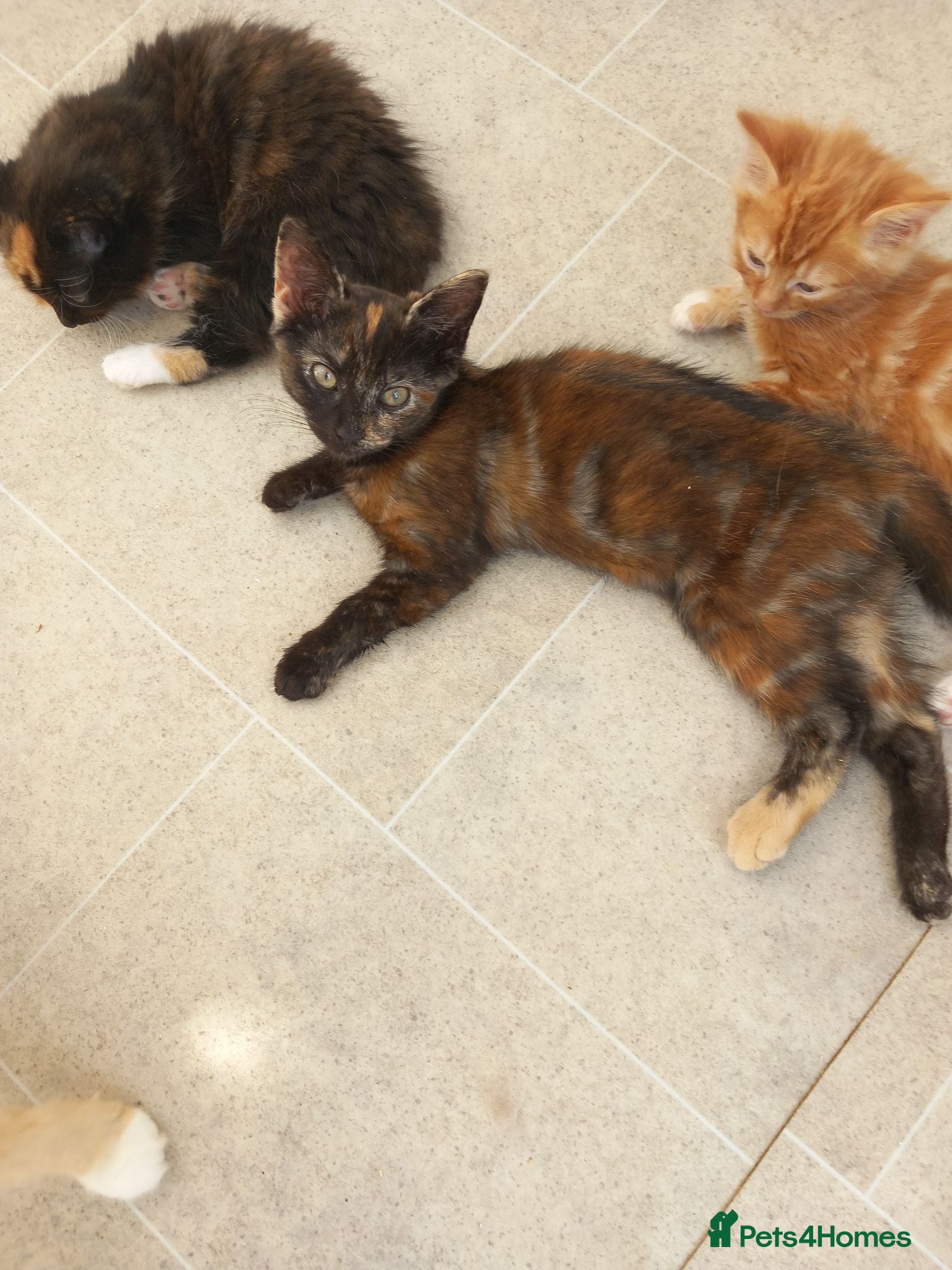 Mixed Breed cats Gorgeous girl looking for her forever home! - Advert 2