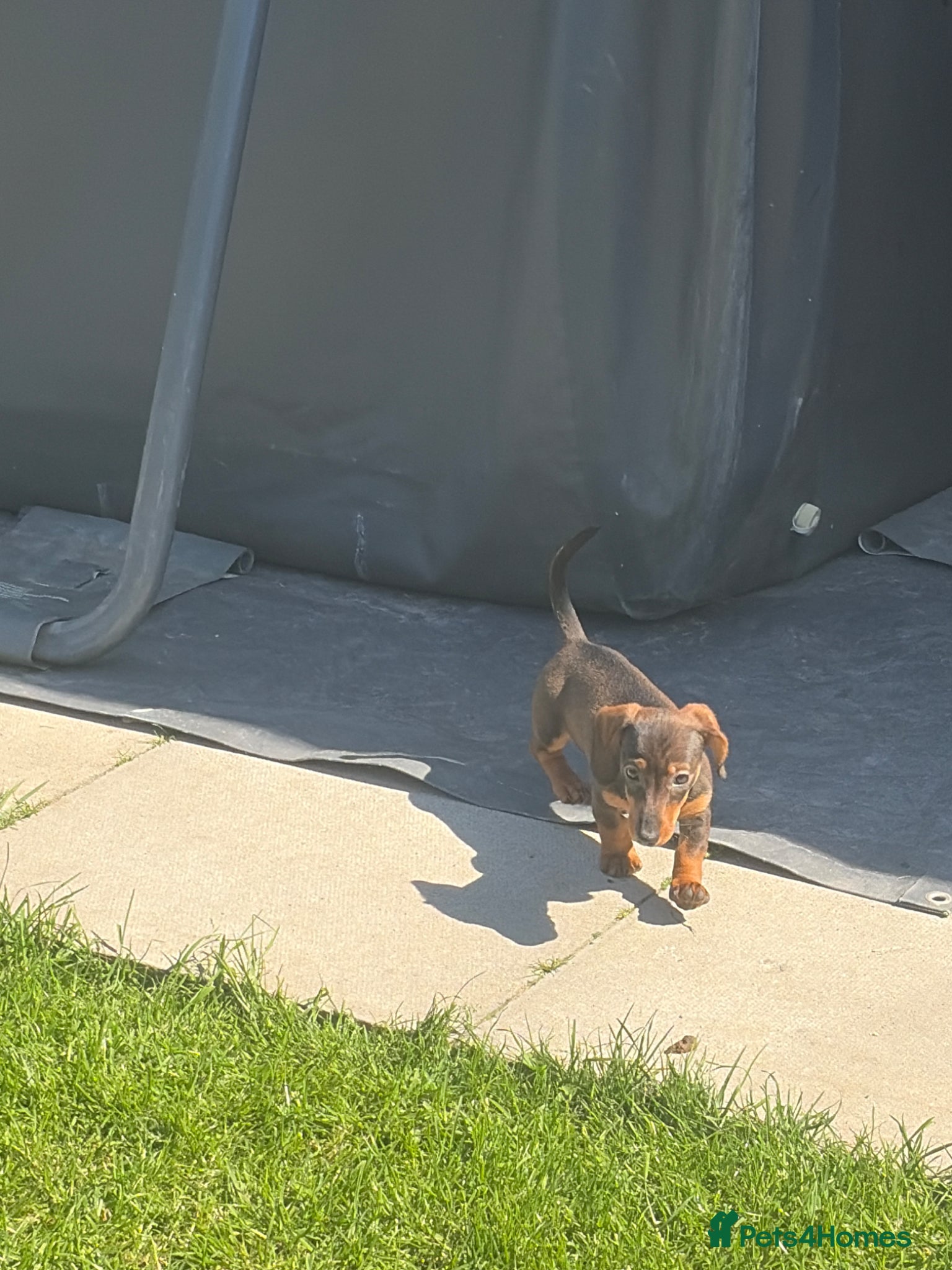 Miniature Dachshund dogs *Reduced* Last two beautiful mini dachshunds  - Advert 2