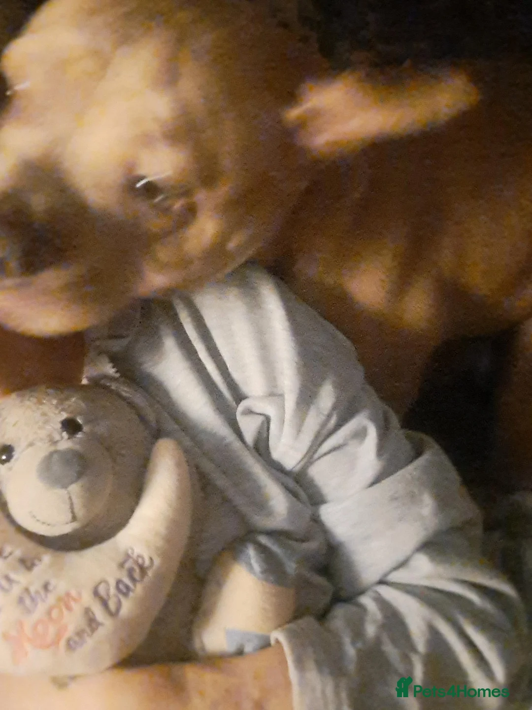 American Bully dogs for sale: Extreme muscle tone pocket bully in Antrim - Advert 2