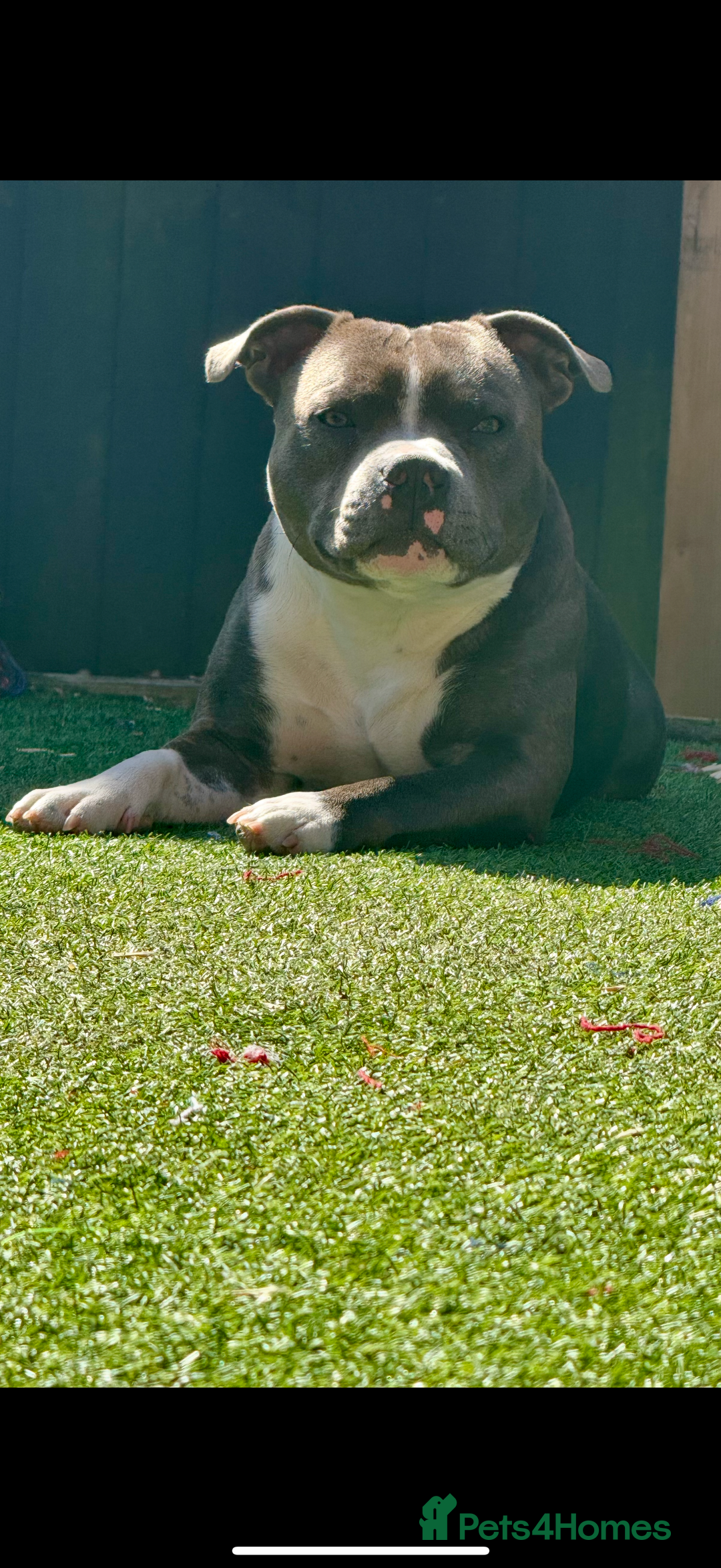 Staffordshire Bull Terrier dogs for sale: Male Staffordshire Bull Terrier Mix Puppies - Advert 7