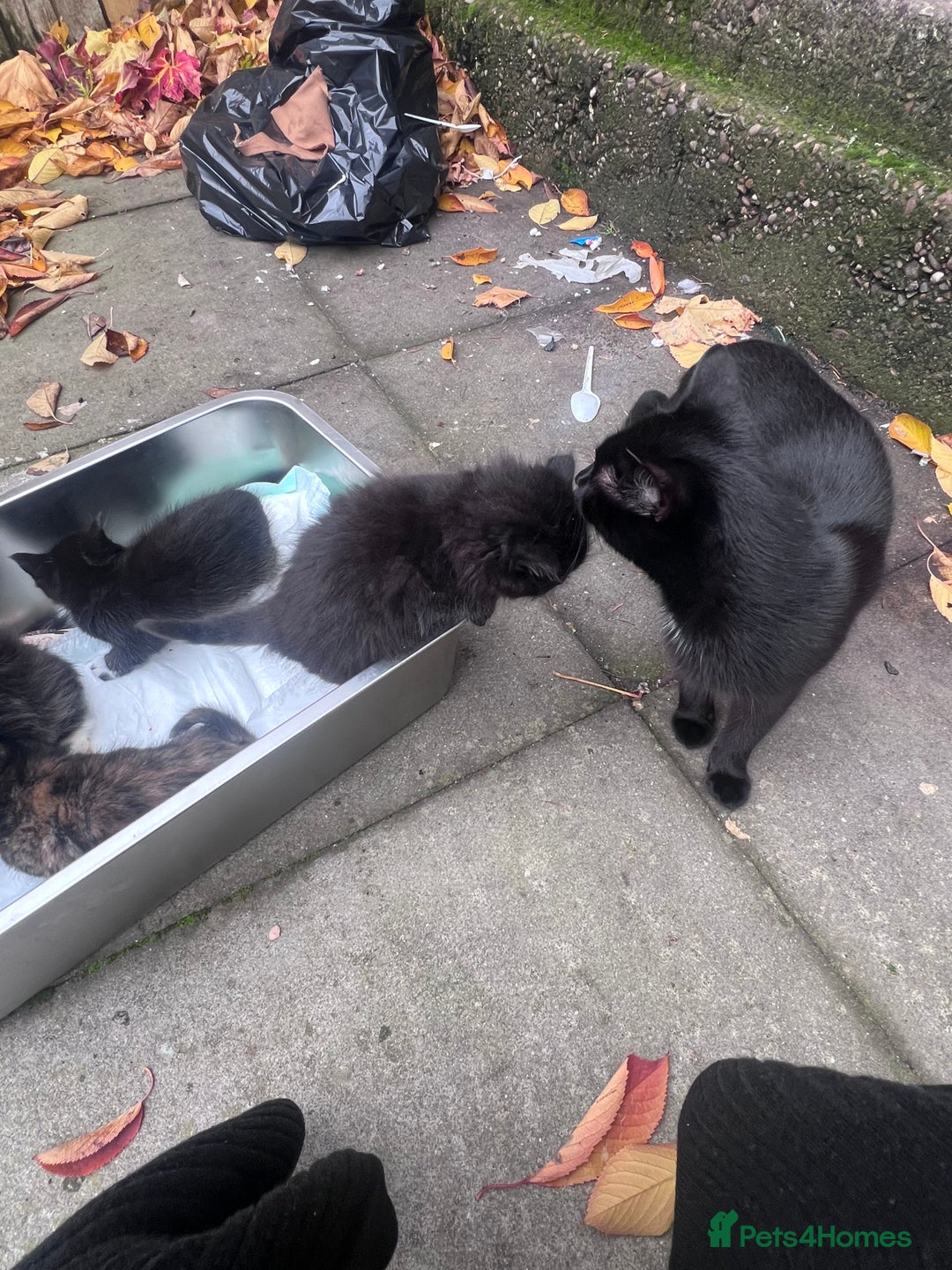 British Shorthair cats for sale: Cat and her kittens - Image 5